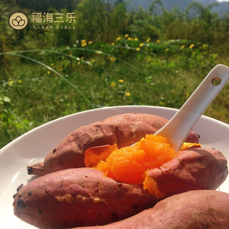 【福海三乐】有机蜜薯 5斤/箱 香甜流蜜不噎人 8年自有农场直供 
