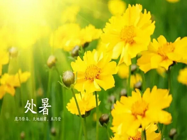 今日处暑