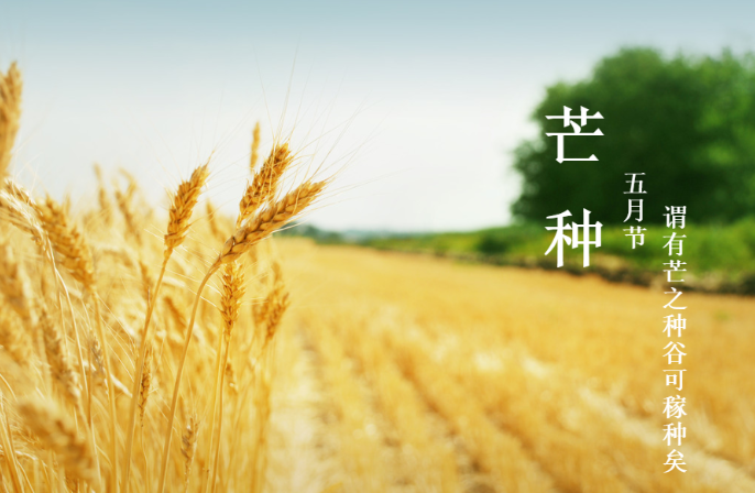 今日芒种丨愿君收获幸福，一路芬芳