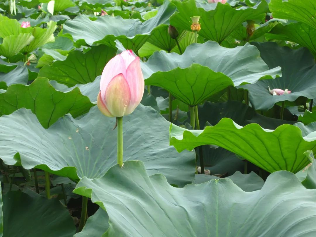 今日小暑｜愿你寻一处清凉，度一场清欢，祝夏安